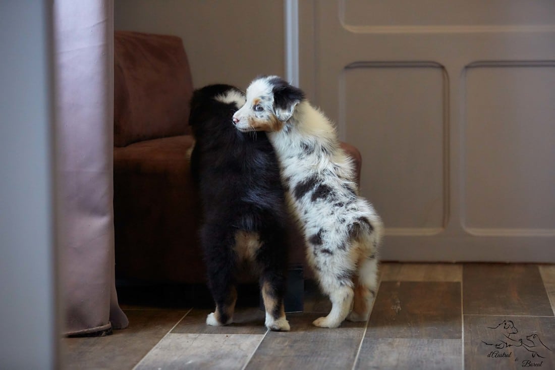 socialisation sociabilisation chiot berger australien