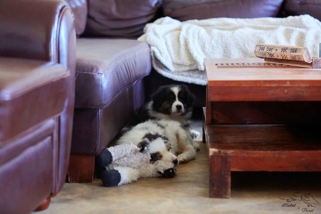 socialisation sociabilisation chiot berger australien