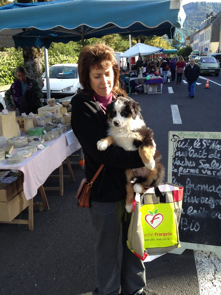 sociabilisation socialisation chiot berger australien