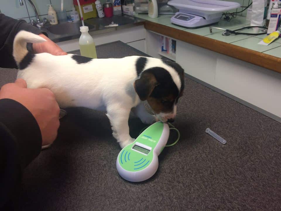 visite veterinaire départ chiot