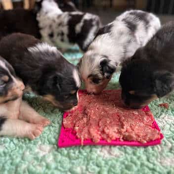 barf chiot alimentation sevrage