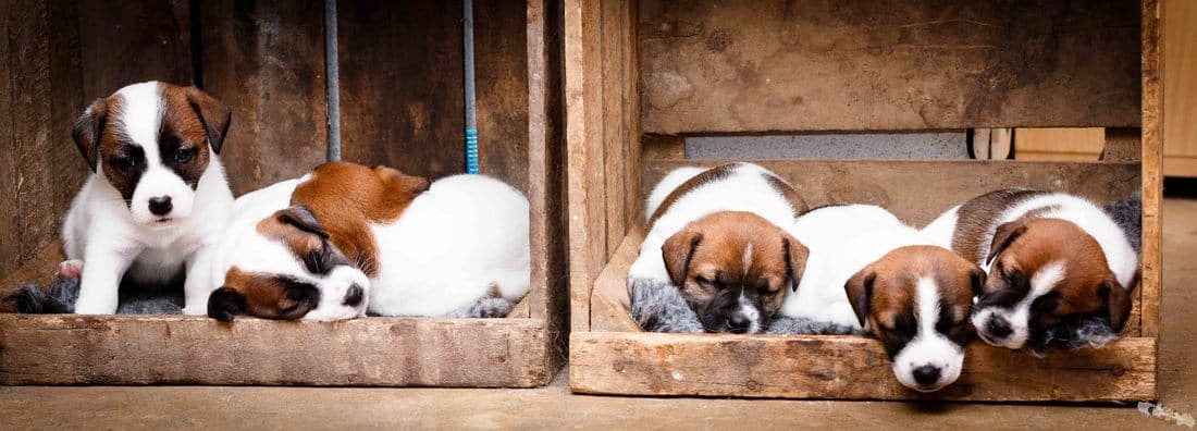 socialisation sociabilisation chiot jack russel