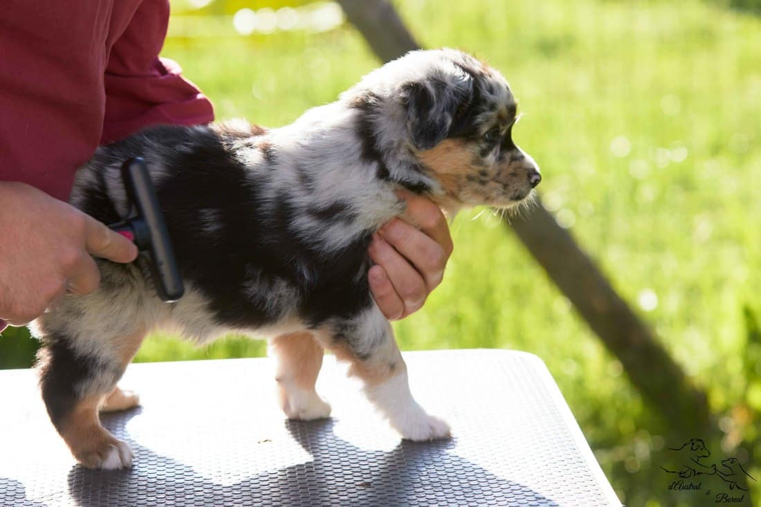 socialisation sociabilisation chiot berger australien