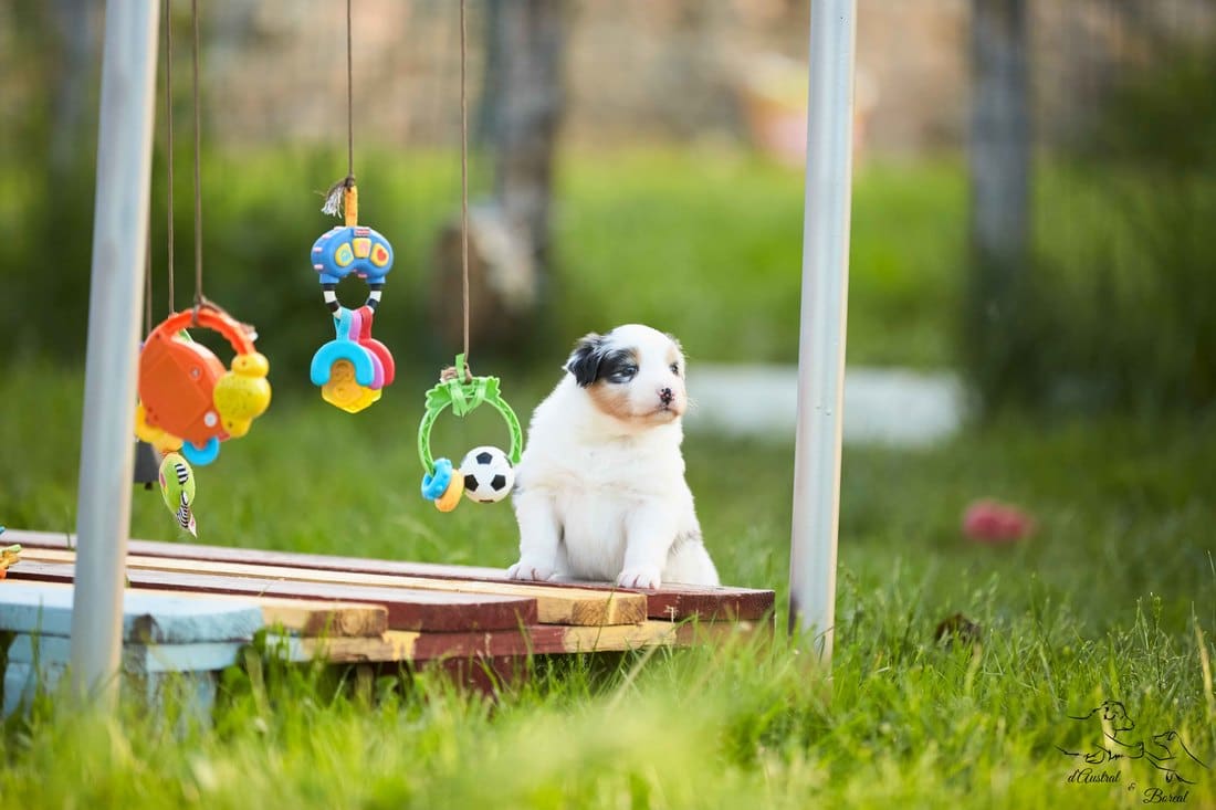 socialisation sociabilisation chiot berger australien