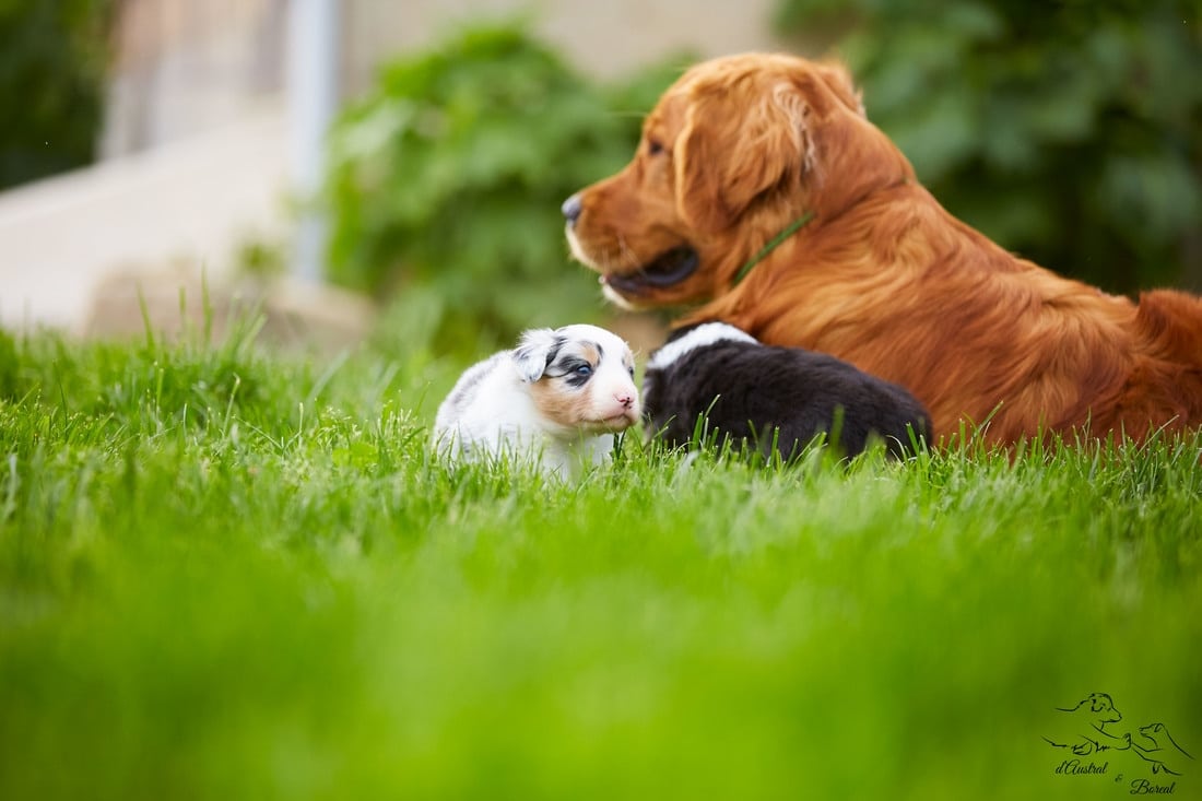 socialisation sociabilisation chiot berger australien