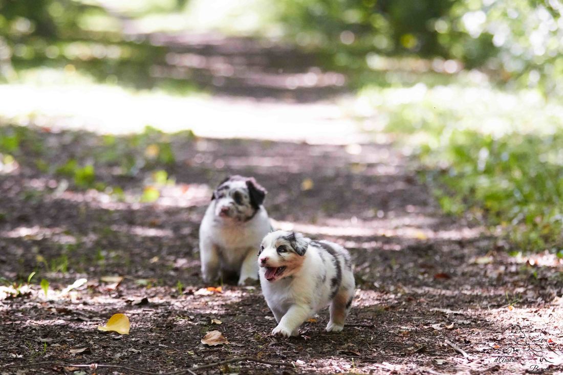 socialisation sociabilisation chiot berger australien