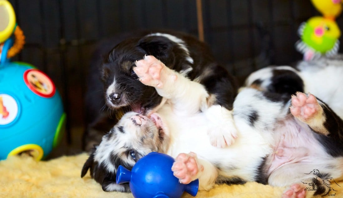 eveil socialisation sociabilisation chiot berger australien