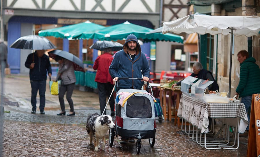 sociabilisation socialisation chiot jack russel