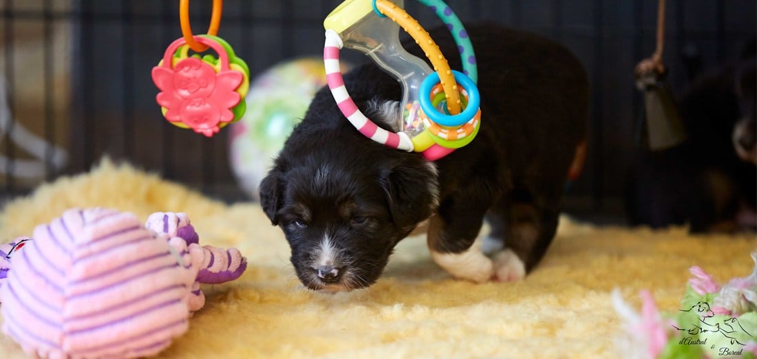 eveil socialisation sociabilisation chiot berger australien