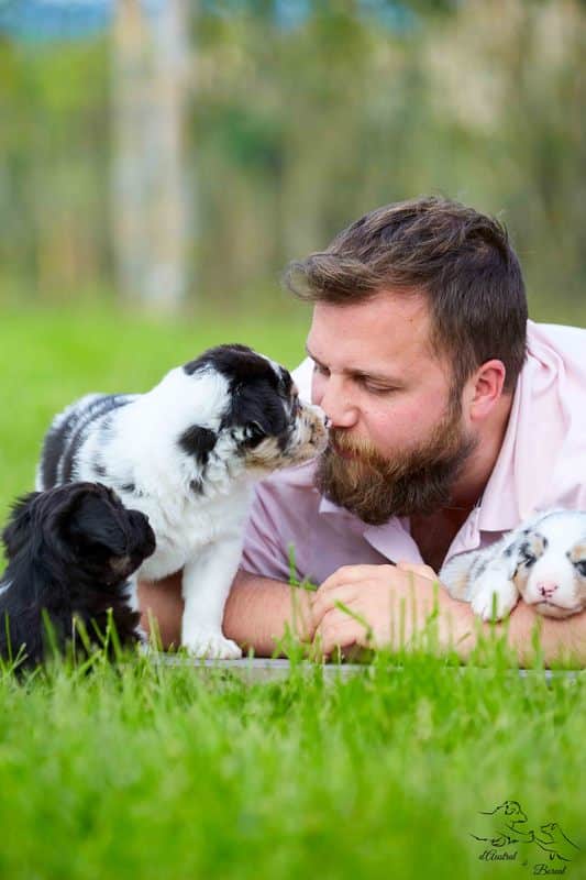 socialisation sociabilisation chiot berger australien