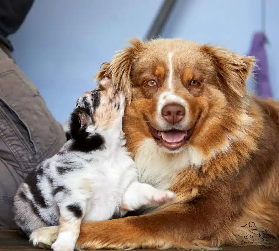 communication canine socialisation chiot