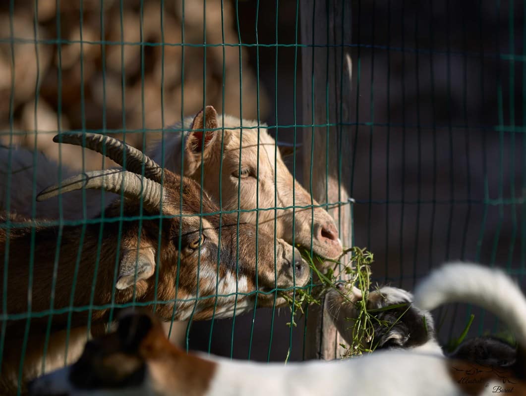 socialisation sociabilisation chiot berger australien