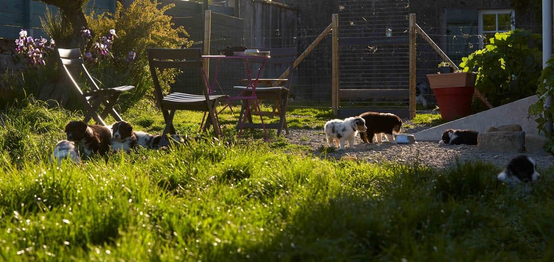 eveil socialisation sociabilisation chiot berger australien