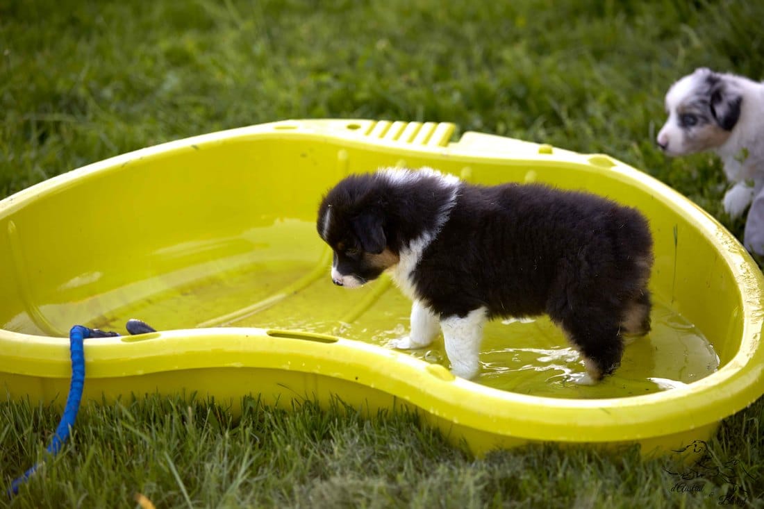 socialisation sociabilisation chiot berger australien