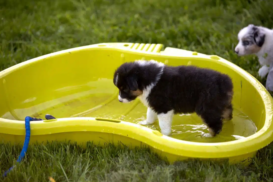 socialisation sociabilisation chiot berger australien