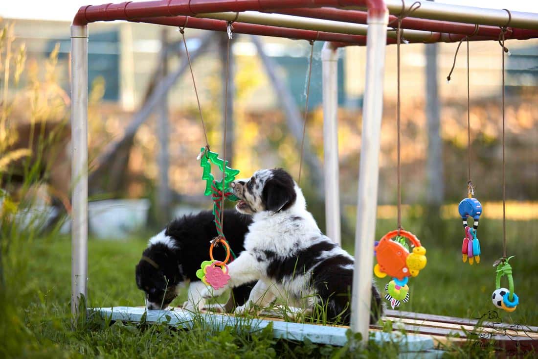 socialisation sociabilisation chiot berger australien