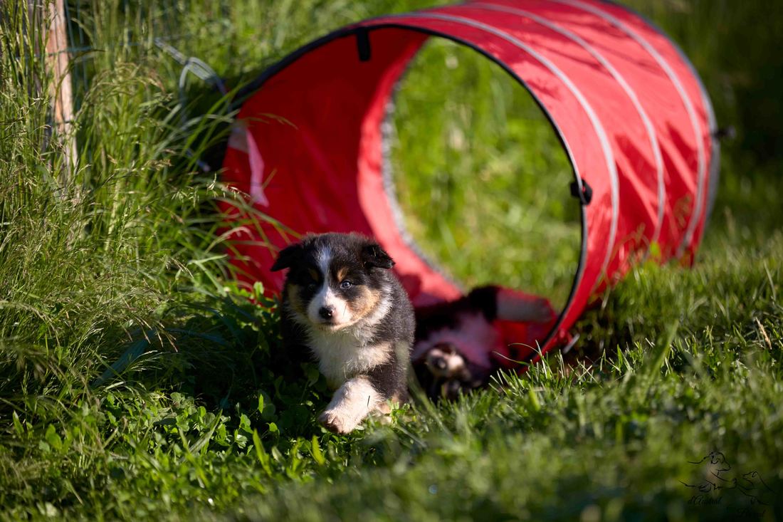 socialisation sociabilisation chiot berger australien