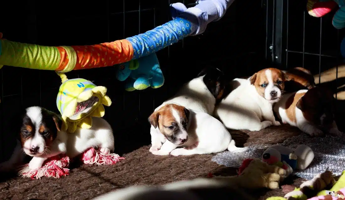eveil socialisation sociabilisation chiot jack russel