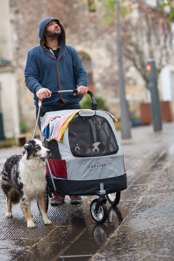 sociabilisation socialisation chiot jack russel