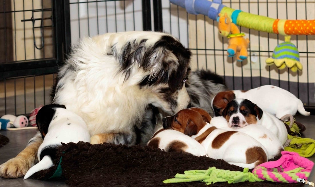 communication canine socialisation chiot