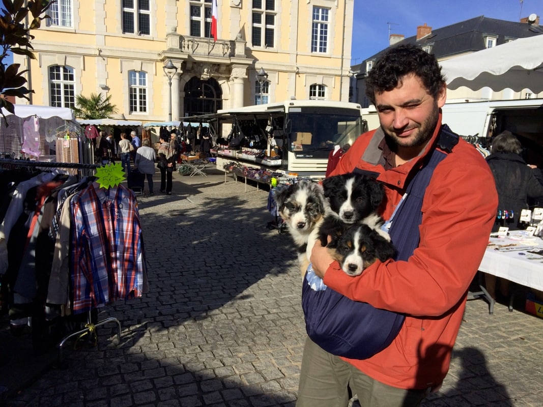 sociabilisation socialisation chiot berger australien