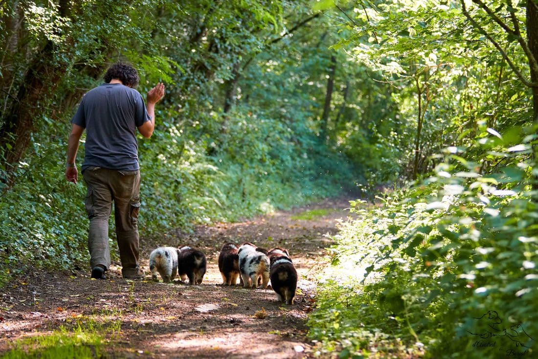 socialisation sociabilisation chiot berger australien
