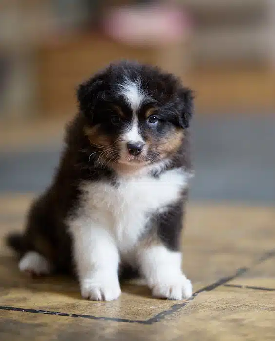 chiot berger australien élevage éveil socialisation choix caractère sociabilisé sociabilisation noir tricolore