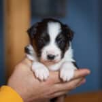 chiot berger australien élevage éveil socialisation choix caractère sociabilisé sociabilisation bleu merle