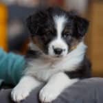 chiot berger australien élevage éveil socialisation choix caractère sociabilisé sociabilisation bleu merle