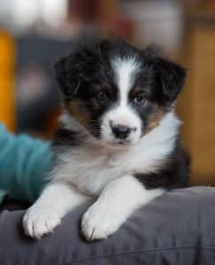 chiot berger australien élevage éveil socialisation choix caractère sociabilisé sociabilisation bleu merle
