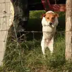 Chienne jack Russell terrier fauve et blanche