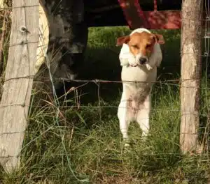 Chienne jack Russell terrier fauve et blanche