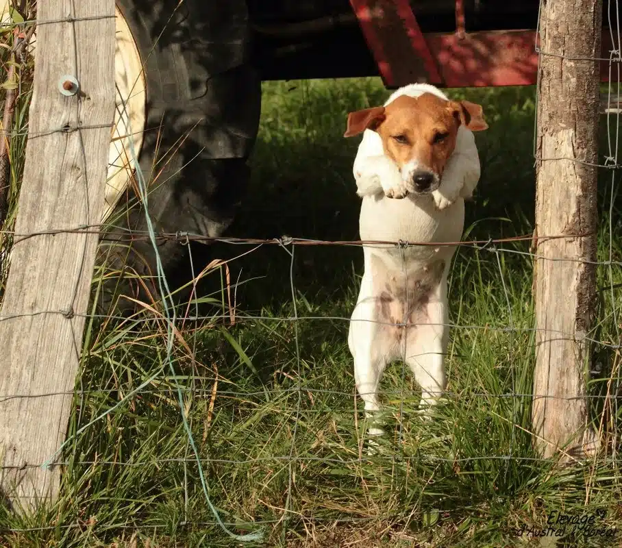 Chienne jack Russell terrier fauve et blanche