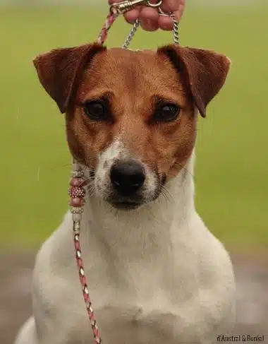Chienne jack Russell terrier fauve et blanche
