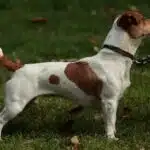 Chienne jack Russell terrier fauve et blanche