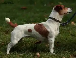 Chienne jack Russell terrier fauve et blanche