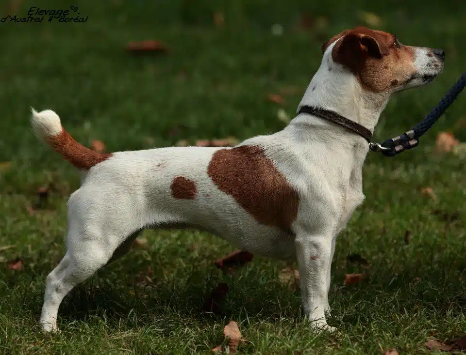 Chienne jack Russell terrier fauve et blanche