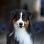 mâle étalon berger australien noir tricolore