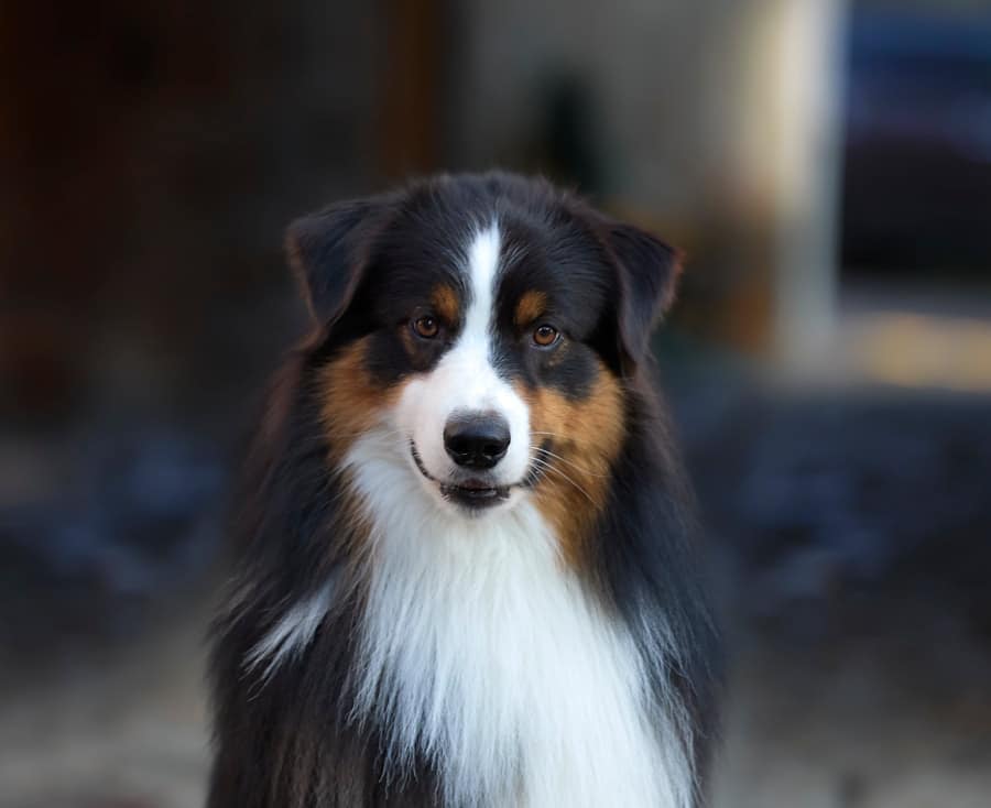 mâle étalon berger australien noir tricolore