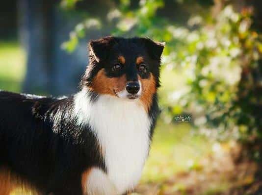 tryfecta game on skyron