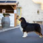 mâle étalon berger australien noir tricolore