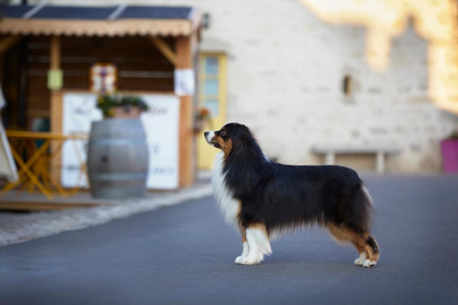 mâle étalon berger australien noir tricolore