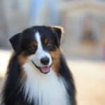 mâle berger australien noir tricolore