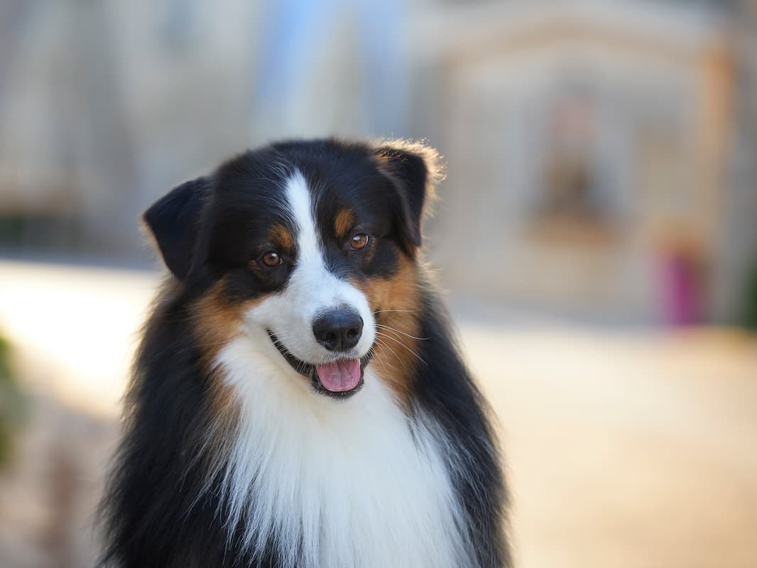 mâle berger australien noir tricolore