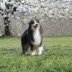 mâle étalon berger australien noir tricolore