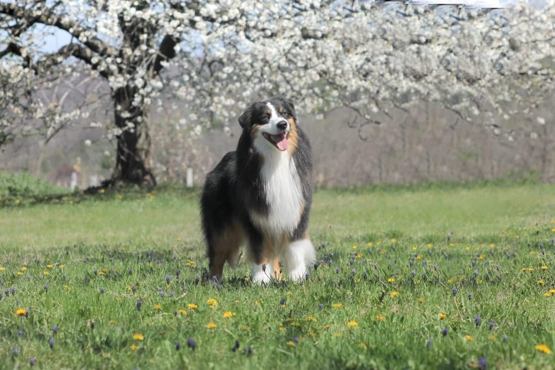 mâle étalon berger australien noir tricolore