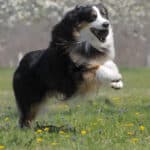 mâle étalon berger australien noir tricolore