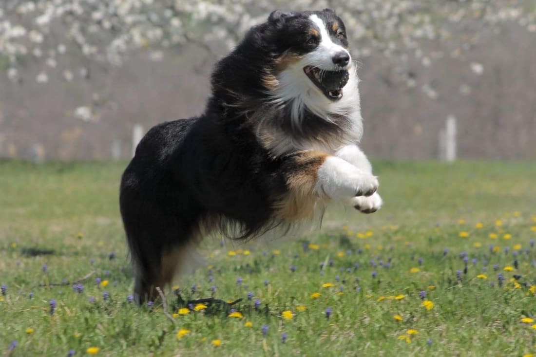 mâle étalon berger australien noir tricolore
