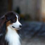 mâle étalon berger australien noir tricolore