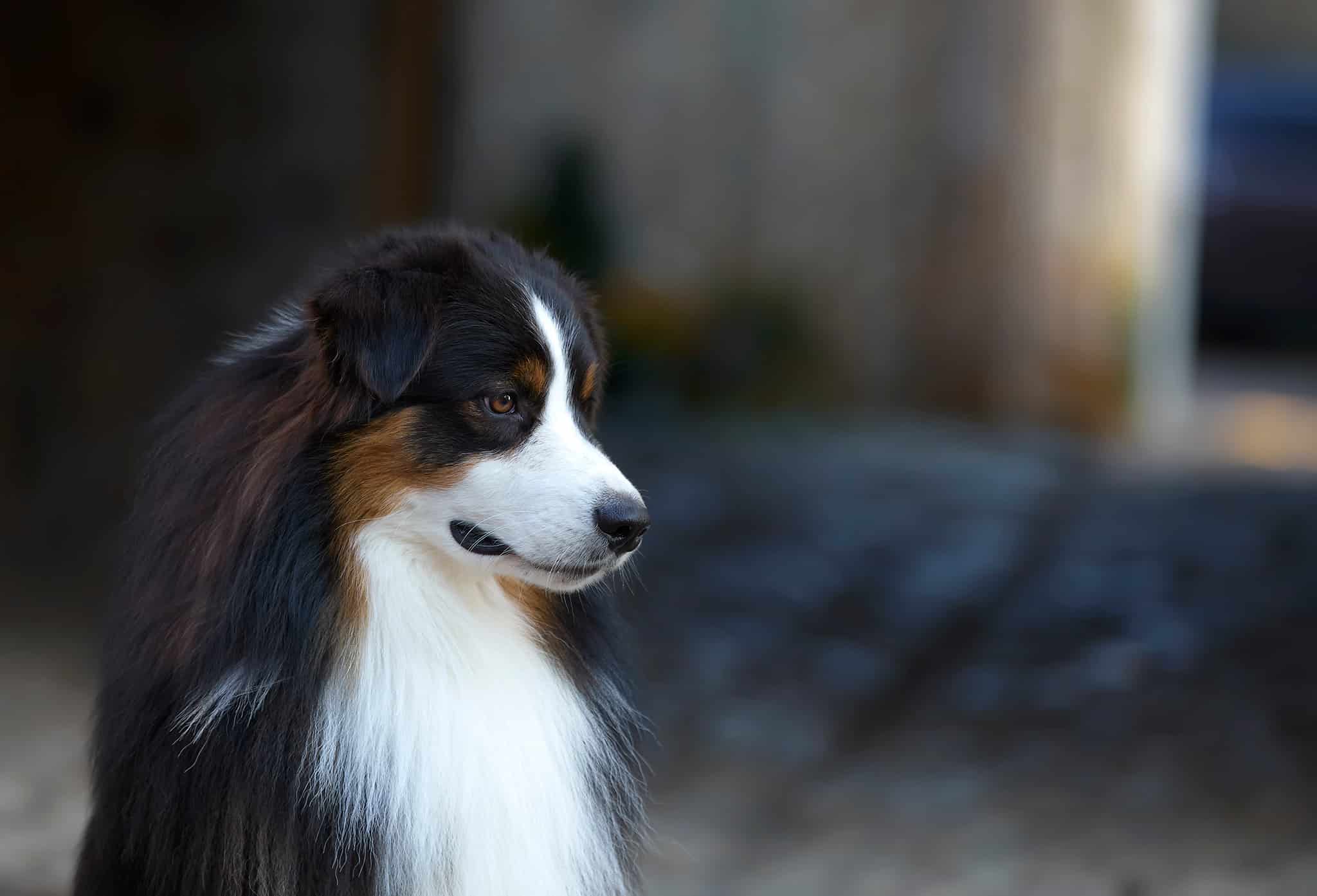 mâle étalon berger australien noir tricolore